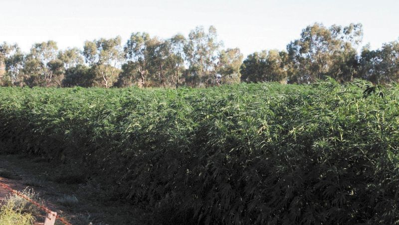 Hemp Trials: Fibre & Seed, man post image