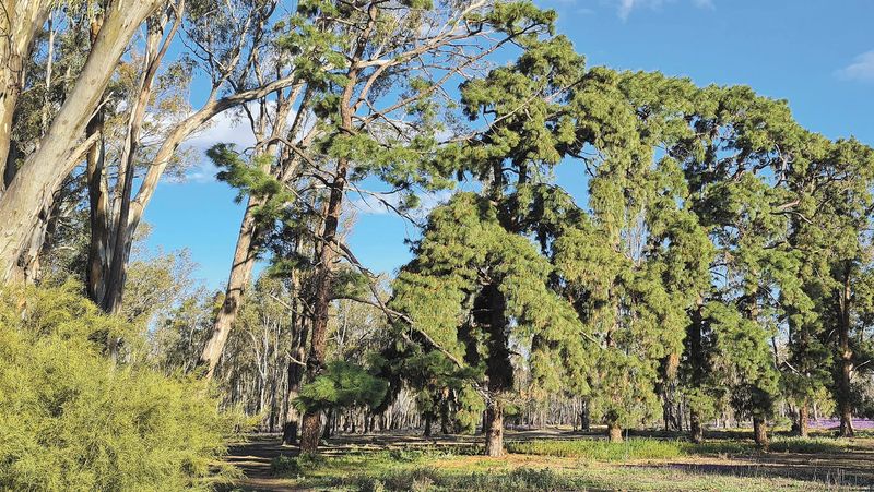 Nursery Track Pines post image