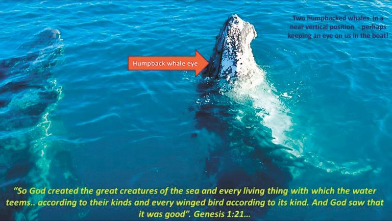 Whale Watching Extraordinaire post image