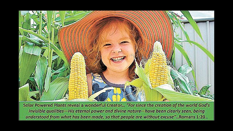 Solar Powered Plants post image