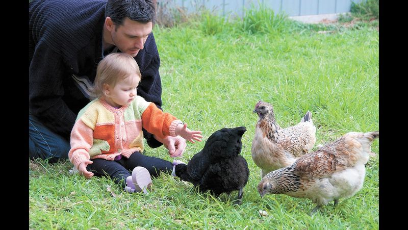 Happy Cluckers post image
