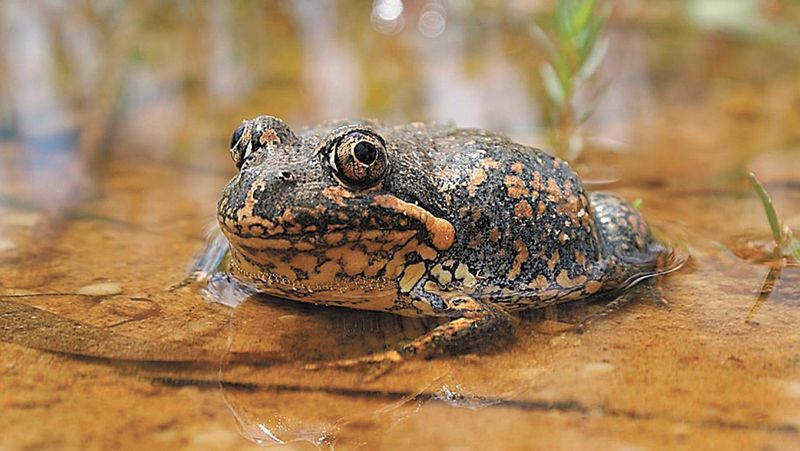 Celebrating the Rain post image