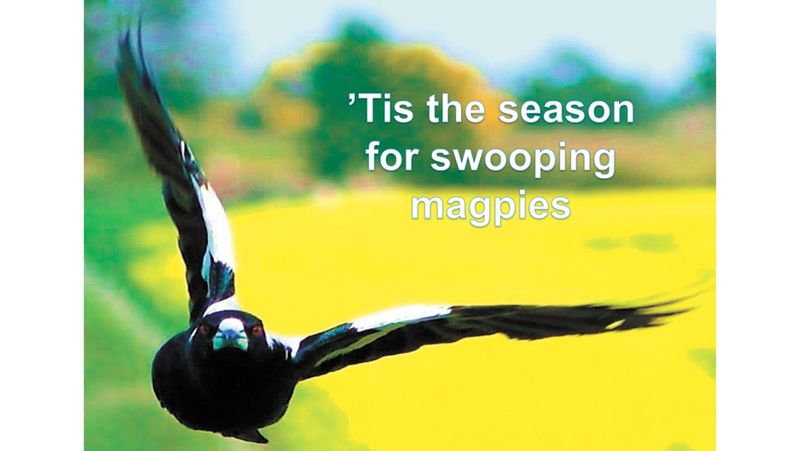 ’Tis the Season for Swooping Magpies! post image