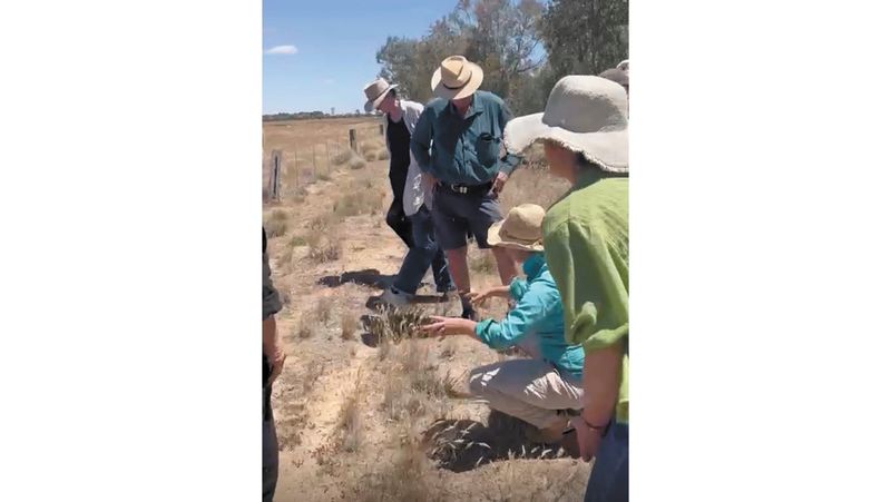 Gunbower farmer turns old drain into thriving wetland haven post image