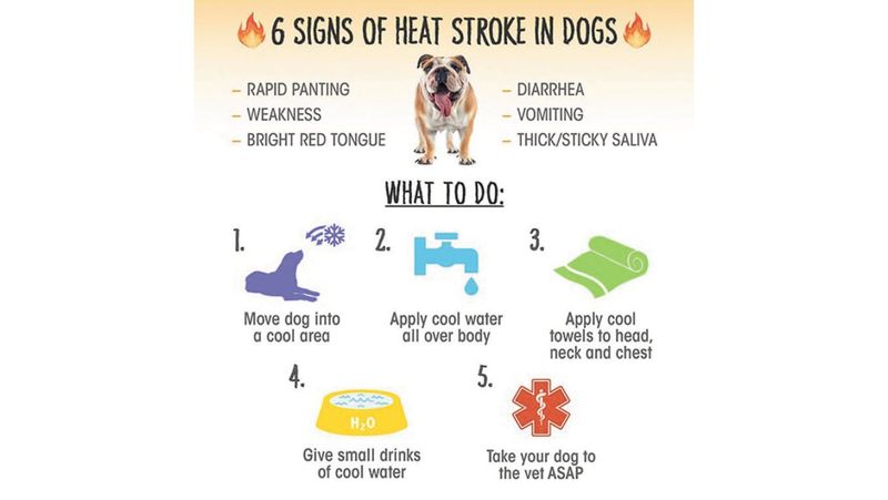 The Heat is on – Don’t forget your fur babies post image