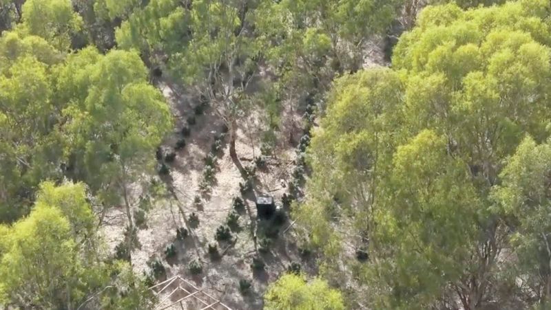 Major Cannabis Bust at Neimur, Southern NSW: Four Charged After Seizure of $10 Million Worth of Plants post image
