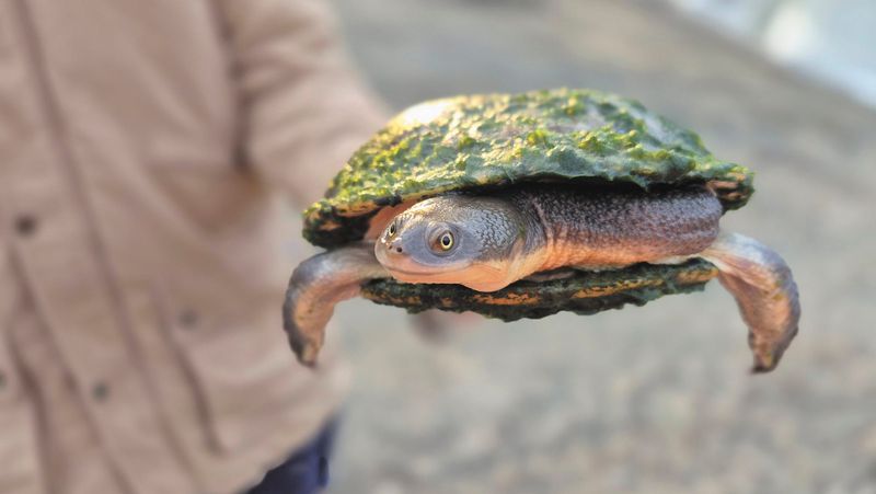 Collaborative project relocates native fish post image