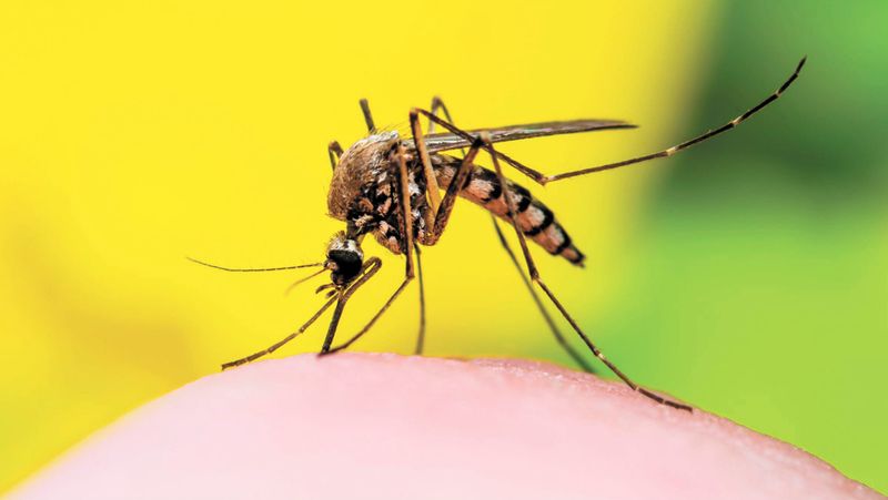 Early start to mozzie season post image