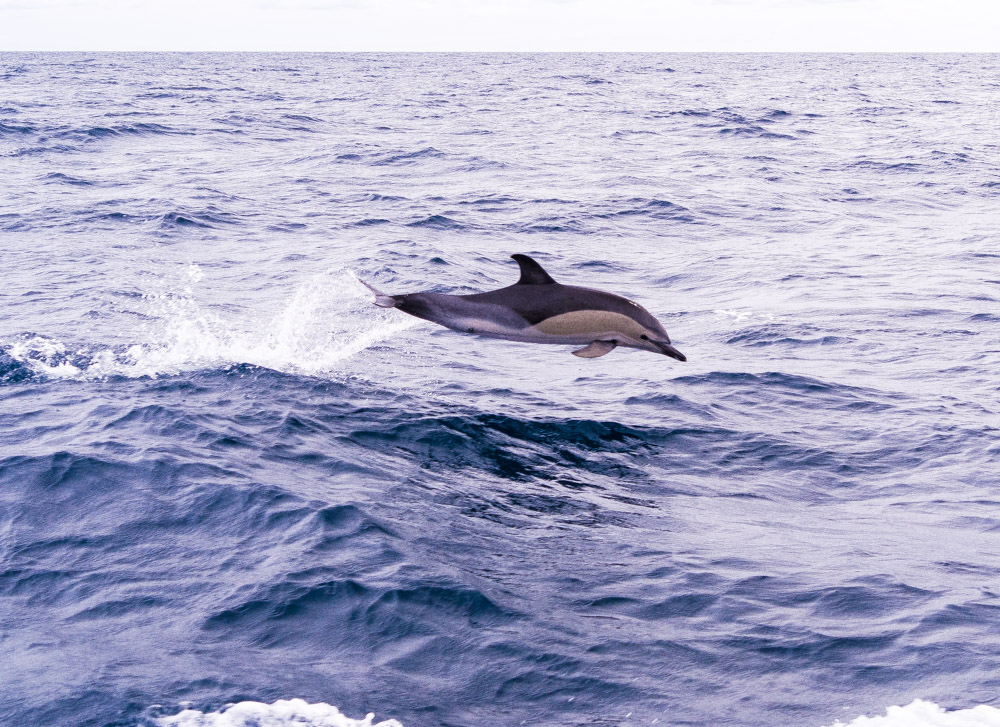 Hoppende delfin