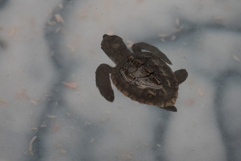 Svømmende fyrstikkeske