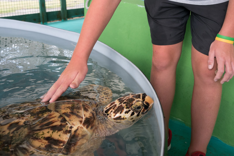 Spennende å kunne ta på ville dyr