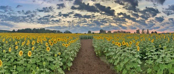Panoramic photo of the Sunflower Garden at St. Lukes Anderson Campus in Easton, PA