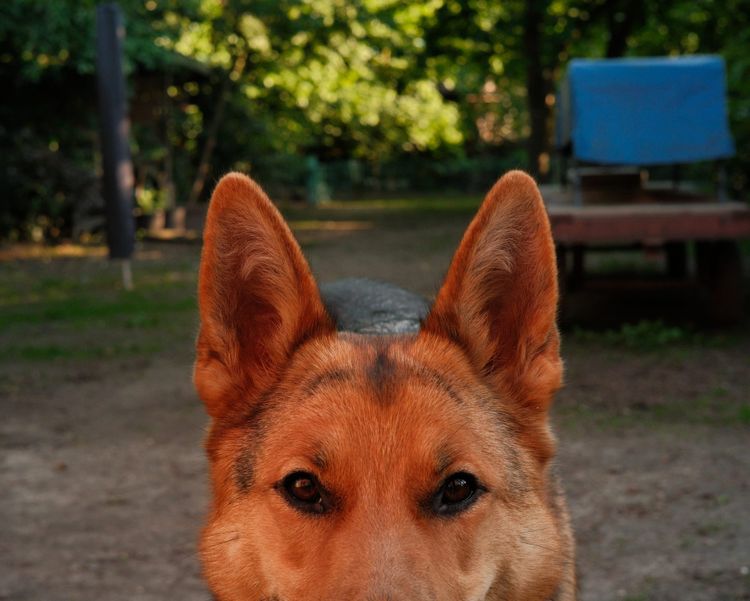 Home is where the dog is