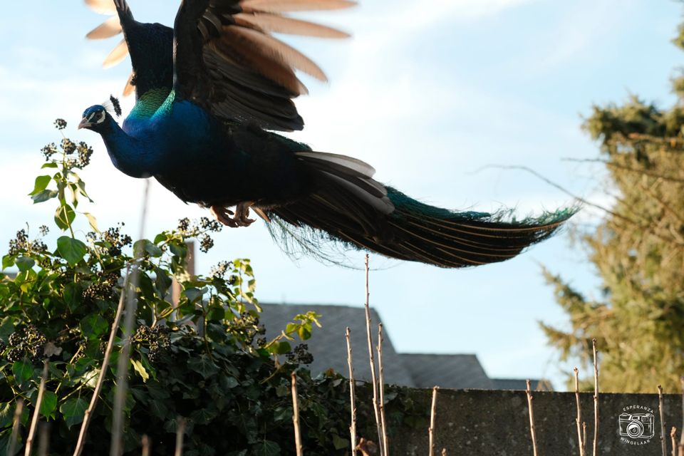 Foto © Esperanza Wingelaar