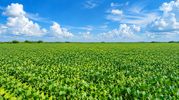 Guyana says corn and soya exports to Barbados are under way