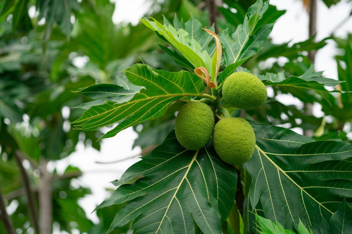 This Jamaican Breakfast Staple Survives Hurricanes: Students are planting thousands of breadfruit trees
