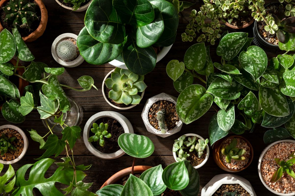 Can indoor plants tell you how healthy your environment is?