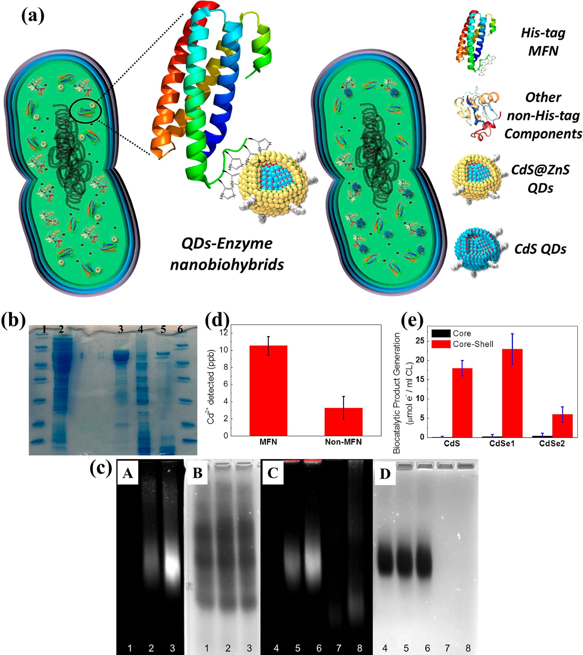 Source: Nanorg Microbial Factories: Light-Driven Renewable Biochemical Synthesis Using Quantum Dot-Bacteria Nanobiohybrids, Ding, Bertram, Eckert, et al, 2019.