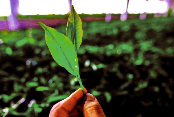 Tea has a hot new superpower against cancer