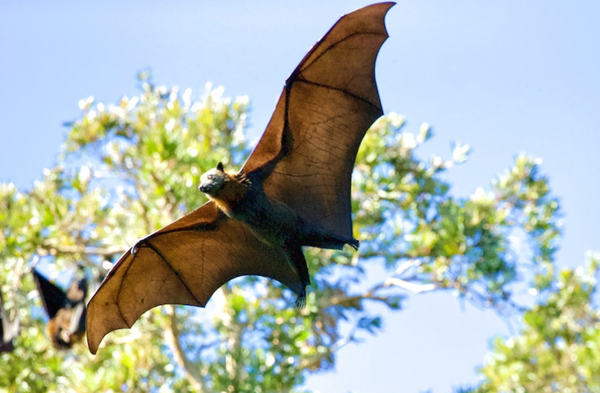 COVID-19 FAQ: How did a virus from horsehoe bats find a way to infect humans?