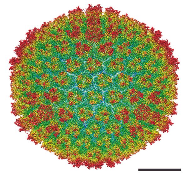 Engineered adenovirus can shrink lung cancer tumors
