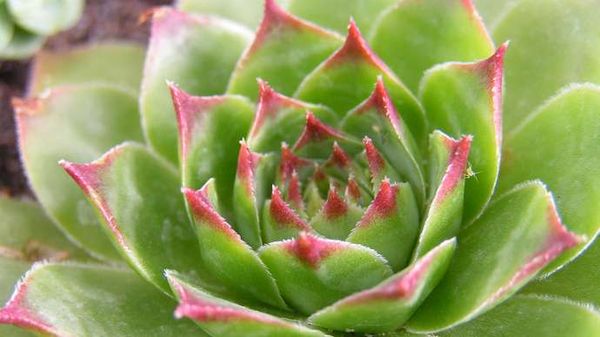 Desert plants can help crops deal with climate threats