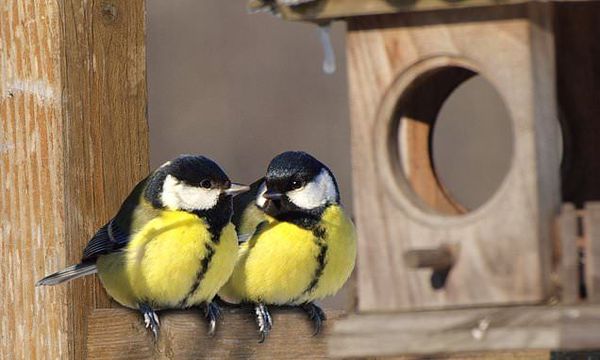 25 days earlier: global warming makes birds nest sooner