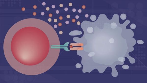 Immunity vs Cancer: A bird’s eye view of our defense lines