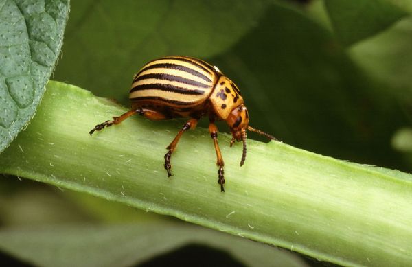 Climate Change, Insects and Crop Losses