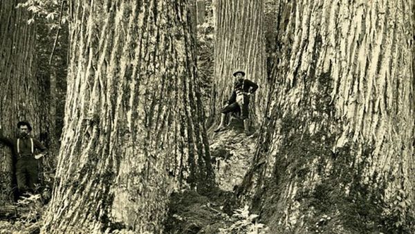 ‘Artificial immunity’ could save the American chestnut from extinction