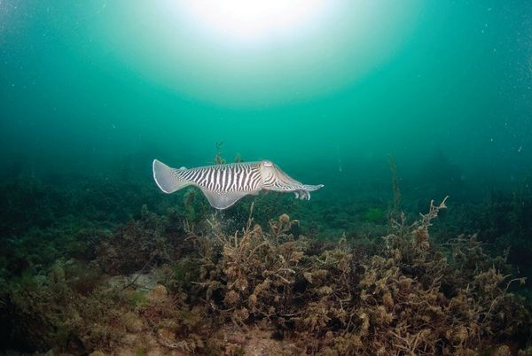 How saving marine life can help fight climate change: The role of MPAs