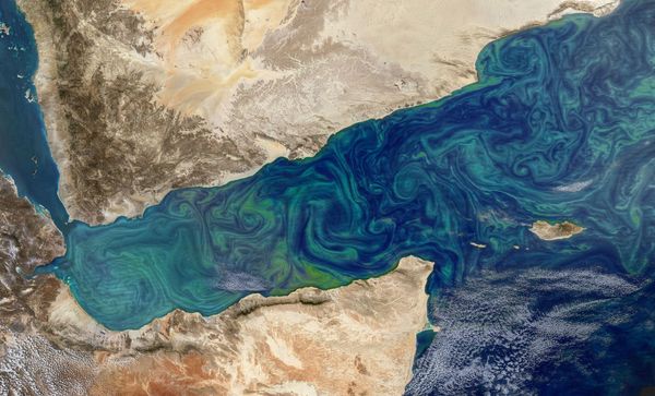 Migrating Plankton could Cause Ecosystem Collapse