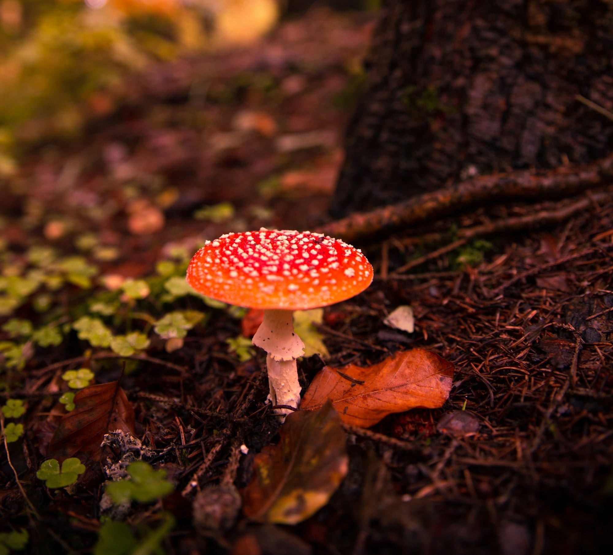MTM Nature: Mushroom Hunt