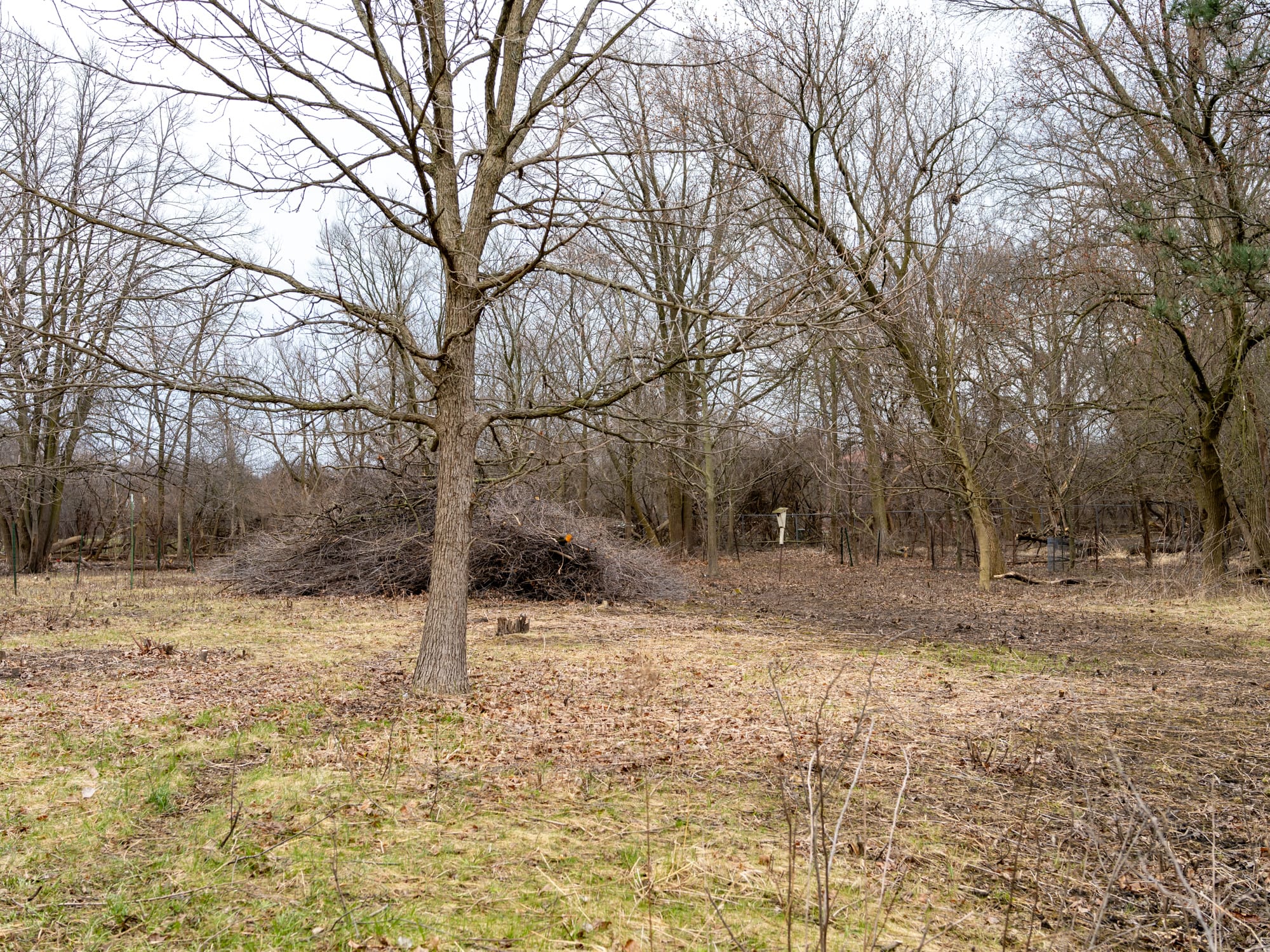A long unseen nestbox in the prairie next to a brush pile and the edge of the swale. 