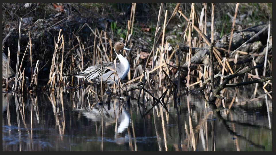 A Northern Pintail and other oddities