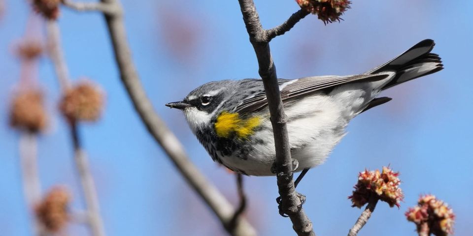 North Park Village Birding: Kicking off 2025