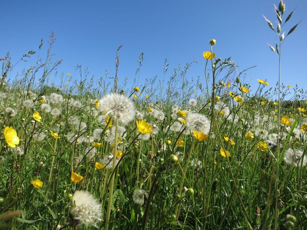 A field full of buttercups and dandelions