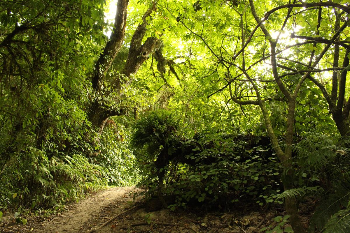 A forest with a path leading to a small incline uphill.