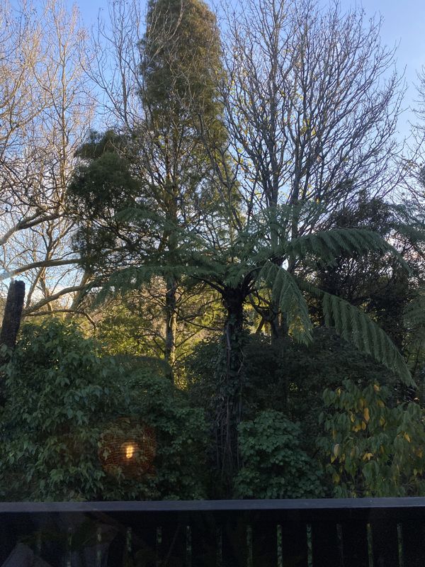 An image of a forest in the background taken from a window with a deck in the foreground. A reflection of the light shines in the window.