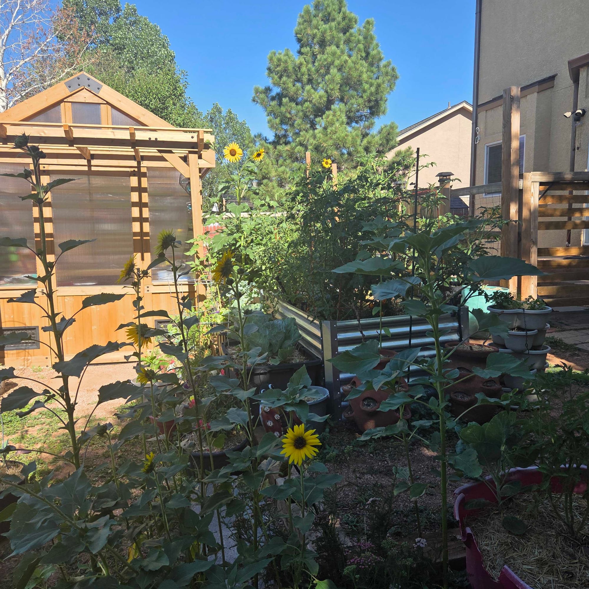 A lush backyard vegetable garden with a wooden greenhouse, sunflowers, raised beds, and layered green plants.