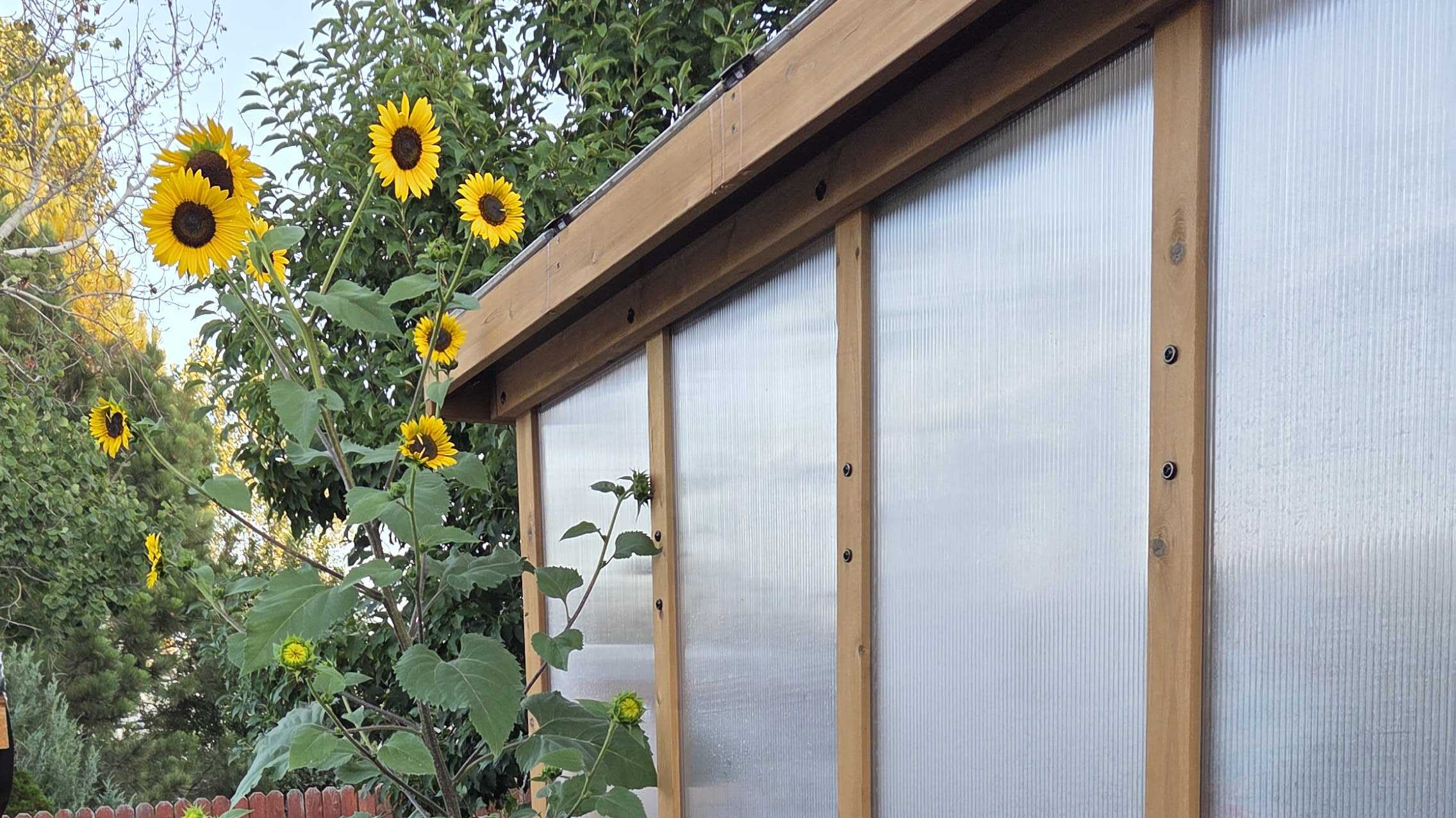 Volunteer sunflowers growing beside the greenhouse and chicken coop.