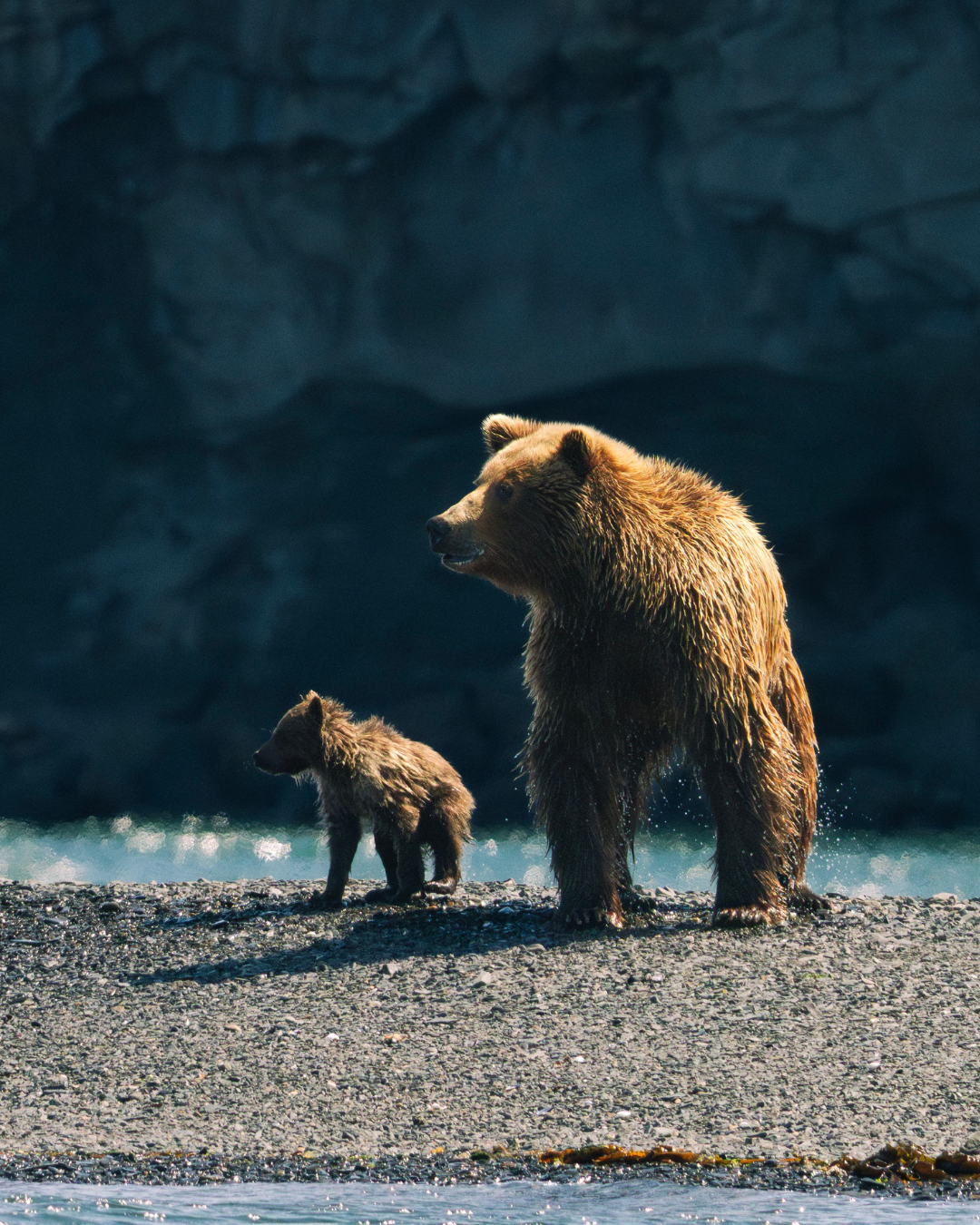 Grizzly bears