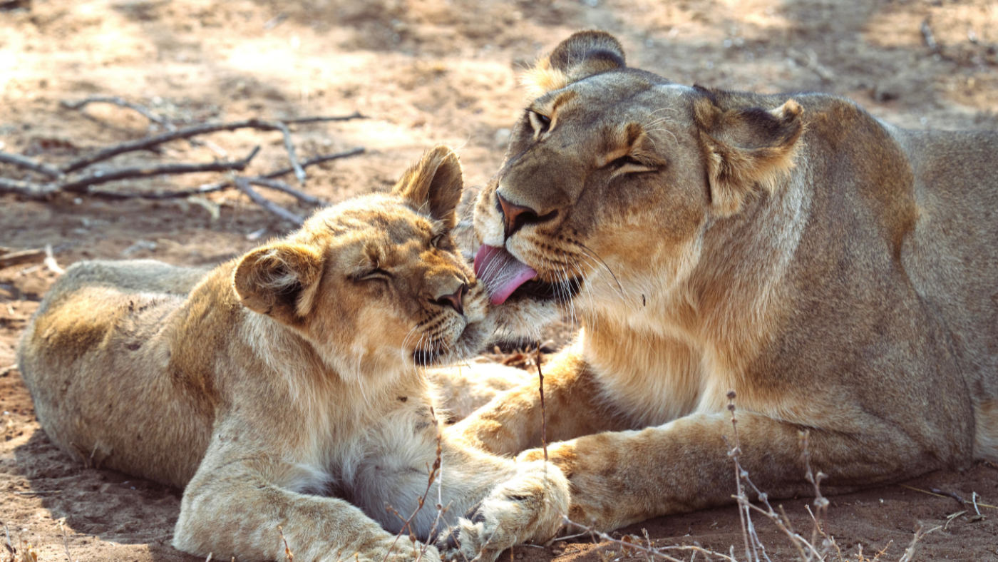 Lion mother and cub