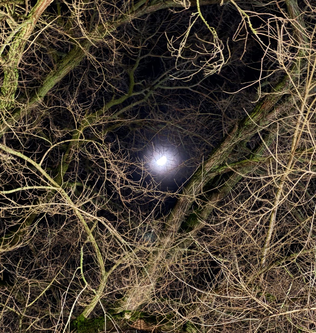 2025iii17, Monday: Outside.