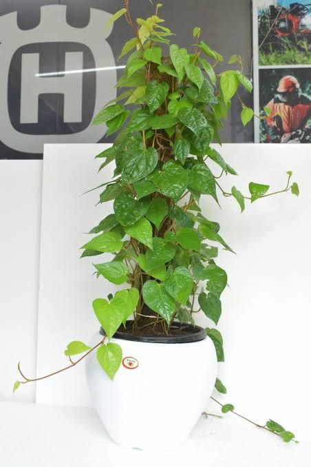 Money plant.