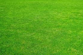 Meaningful of green grass.