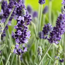 The lavender plant.