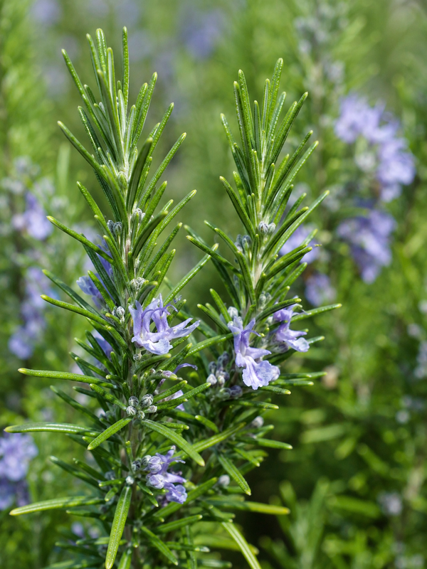 Rosemary.