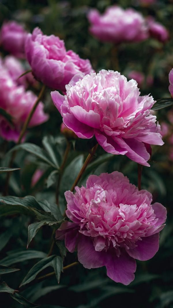 Peonies