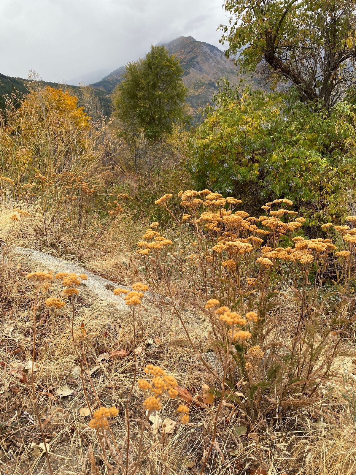 Fire Road Yarrow 10/08/26